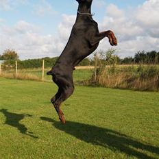 Dobermann Joshua Di Altobello