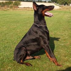 Dobermann Joshua Di Altobello