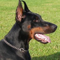 Dobermann Joshua Di Altobello