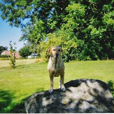 Labrador retriever Maddie