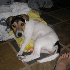 Jack russell terrier Giorgio Armarni