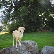 Labrador retriever Maddie