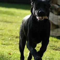 Labrador retriever Albert