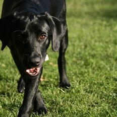 Labrador retriever Albert