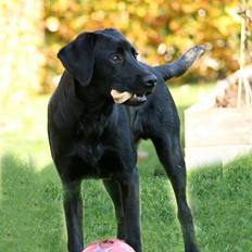 Labrador retriever Albert