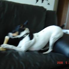 Dansk svensk gaardhund snubi