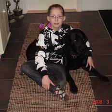 Labrador retriever blackie DØD!