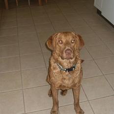 Chesapeake bay retriever Archibald