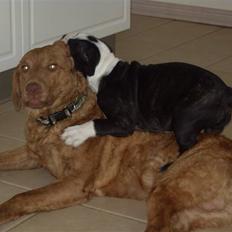 Chesapeake bay retriever Archibald
