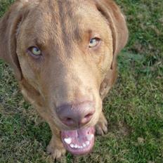 Chesapeake bay retriever Archibald