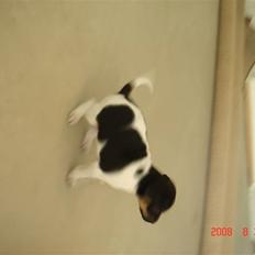 Dansk svensk gaardhund krivk slogt