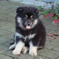 Finsk lapphund Freesia