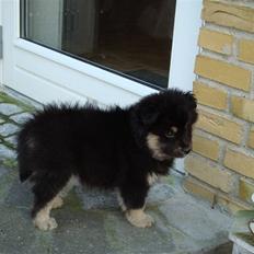 Finsk lapphund Freesia