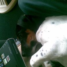 Dansk svensk gaardhund krivk slogt