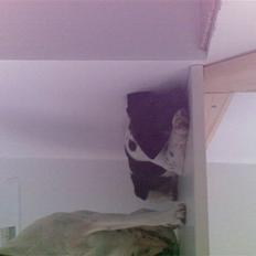 Dansk svensk gaardhund krivk slogt