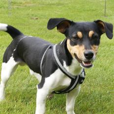 Dansk svensk gaardhund Gismo 