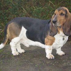 Basset hound Henry