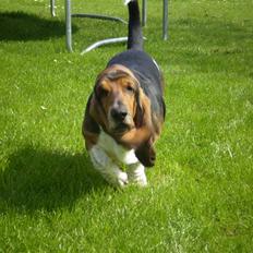 Basset hound Henry