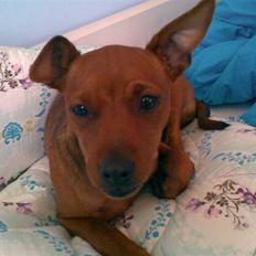 Dvaergpinscher Tyson