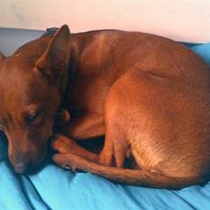 Dvaergpinscher Tyson