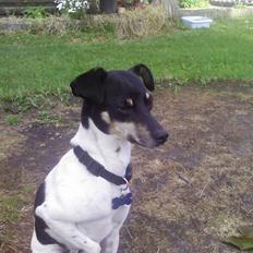 Dansk svensk gaardhund Max *givet væk* :'(