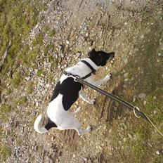 Dansk svensk gaardhund Max *givet væk* :'(