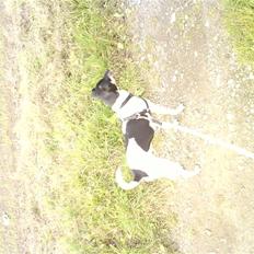 Dansk svensk gaardhund Max *givet væk* :'(