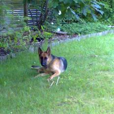 Schæferhund Quinnie **SOLGT**