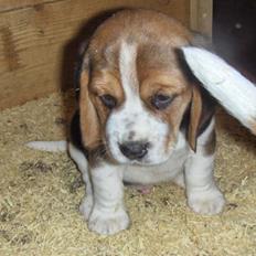 Beagle Diesel
