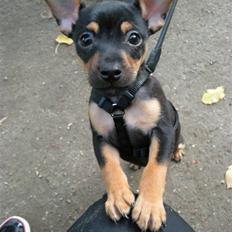 Dvaergpinscher hustler