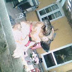 Schæferhund Never say never R.I.P :'(