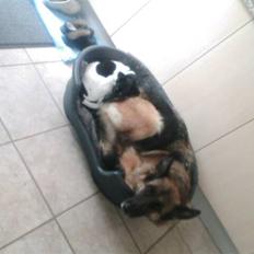 Schæferhund Never say never R.I.P :'(