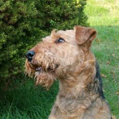Airedale terrier Zeus - R.I.P 2002-2009