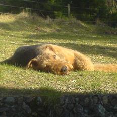 Airedale terrier Zeus - R.I.P 2002-2009