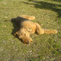 Airedale terrier Zeus - R.I.P 2002-2009