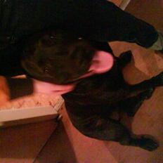 Blanding af racer kia