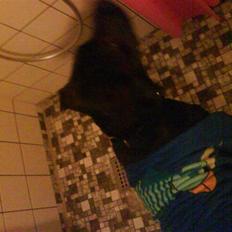 Blanding af racer kia