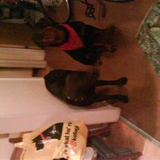 Blanding af racer kia