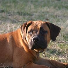 Boerboel RATHMANNS NUMBI