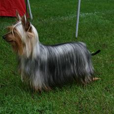 Australian silky terrier Mr. Dian-Al-Din