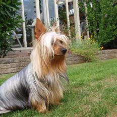 Australian silky terrier Mr. Dian-Al-Din