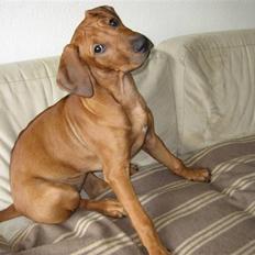 Rhodesian ridgeback Nyah