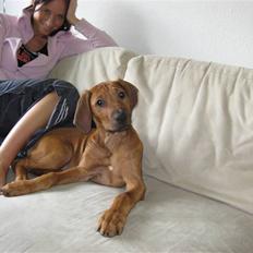Rhodesian ridgeback Nyah
