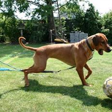 Rhodesian ridgeback Nyah