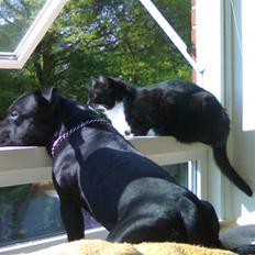 Staffordshire bull terrier || Chico ||