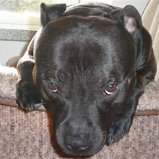 Staffordshire bull terrier || Chico ||