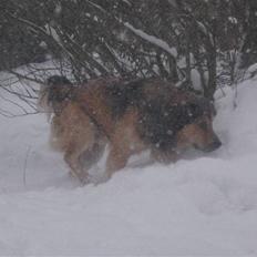 Blanding af racer Kovo