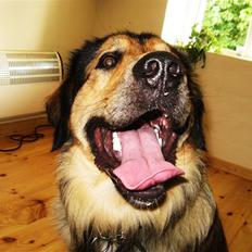 Blanding af racer Kovo