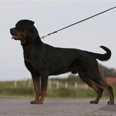 Rottweiler Vom Dornenhof Limbo