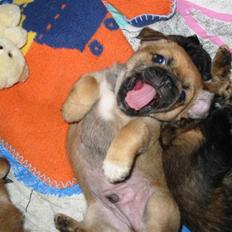 Blanding af racer (mops/pekingeser) Bob
